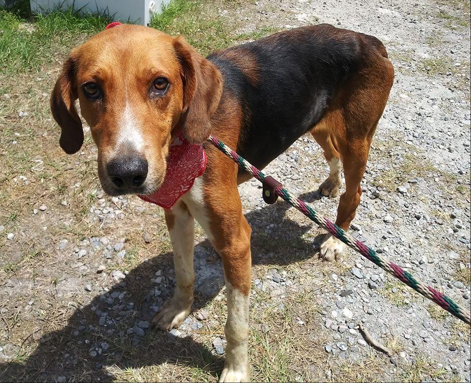 Oliver, Adopted, Adult Male Coonhound & Mixed Breed.