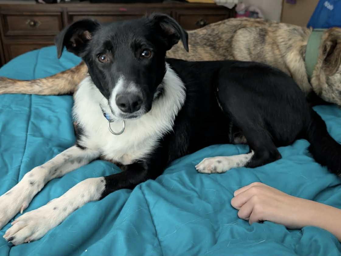 Jeffery, adopted, Young Male Border Collie.