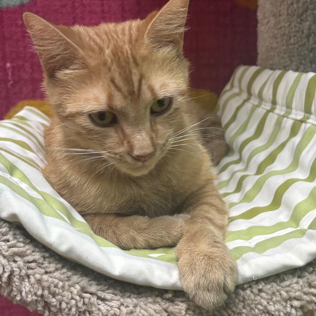 Ruby, Adoptable, Adult Female Domestic Short Hair.