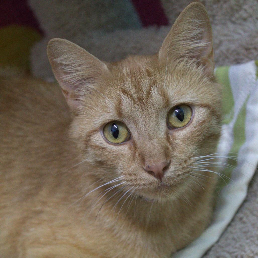 Enlarge Ruby, a Adoptable Domestic Short Hair in Springfield, MO image 2/5