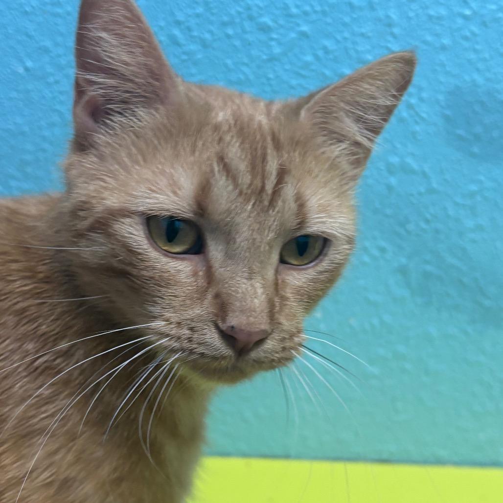 Enlarge Ruby, a Adoptable Domestic Short Hair in Springfield, MO image 3/5