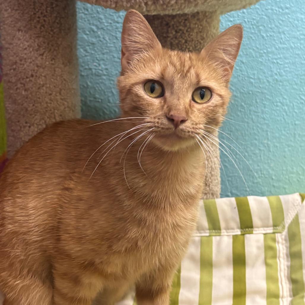 Enlarge Ruby, a Adoptable Domestic Short Hair in Springfield, MO image 4/5