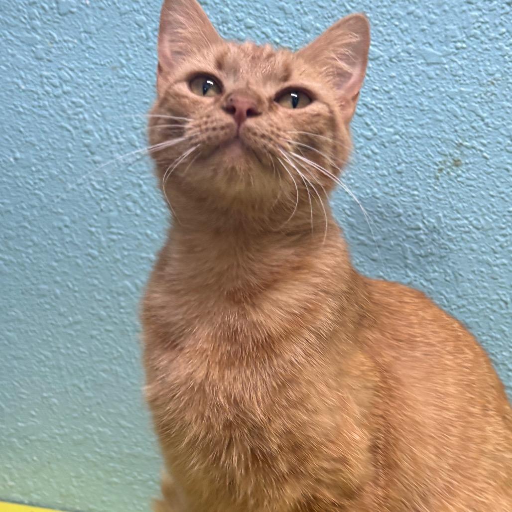 Enlarge Ruby, a Adoptable Domestic Short Hair in Springfield, MO image 5/5