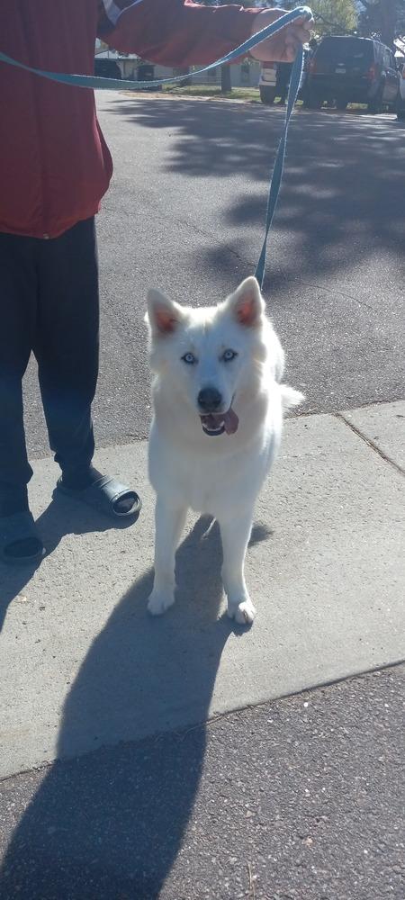 Dire, Adopted, Adult Male Husky.