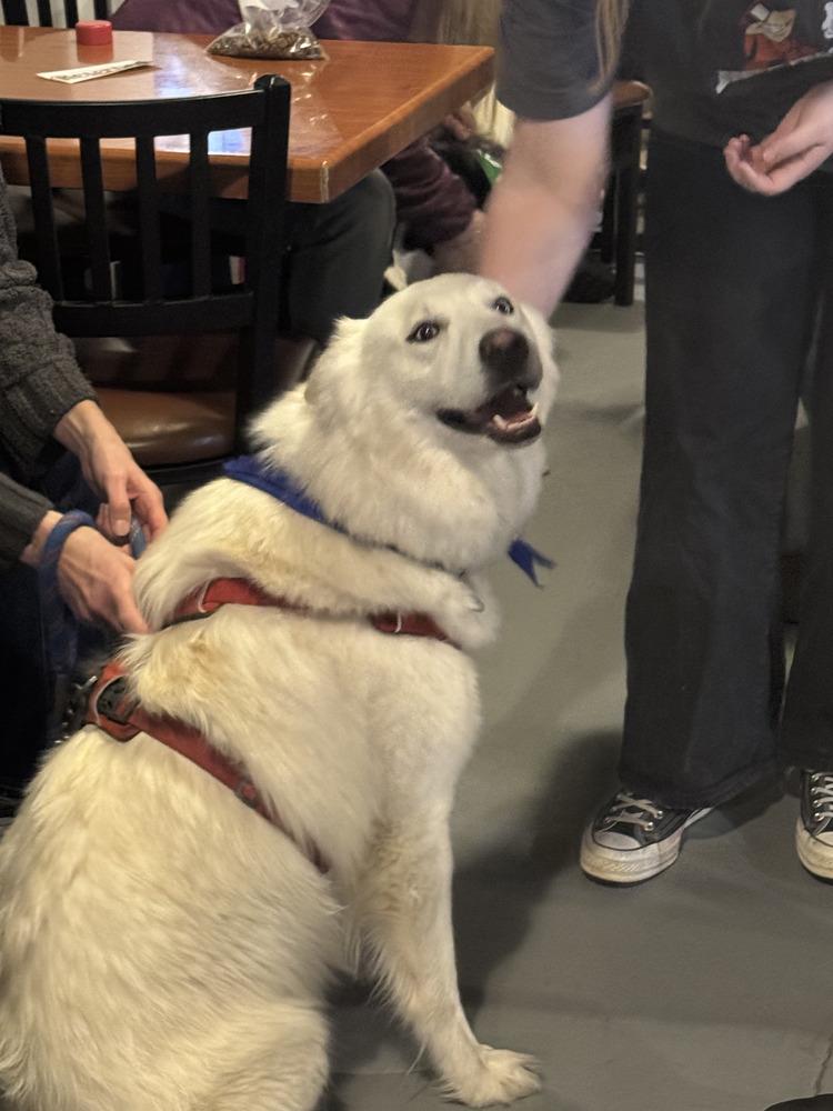 Enlarge Dire, a Adopted mixed breed in Littleton, CO image 5/6