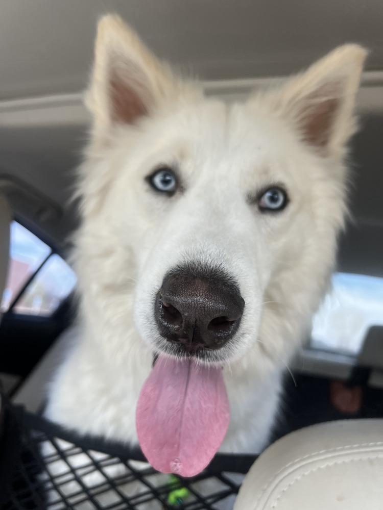 Enlarge Dire, a Adopted mixed breed in Littleton, CO image 6/6
