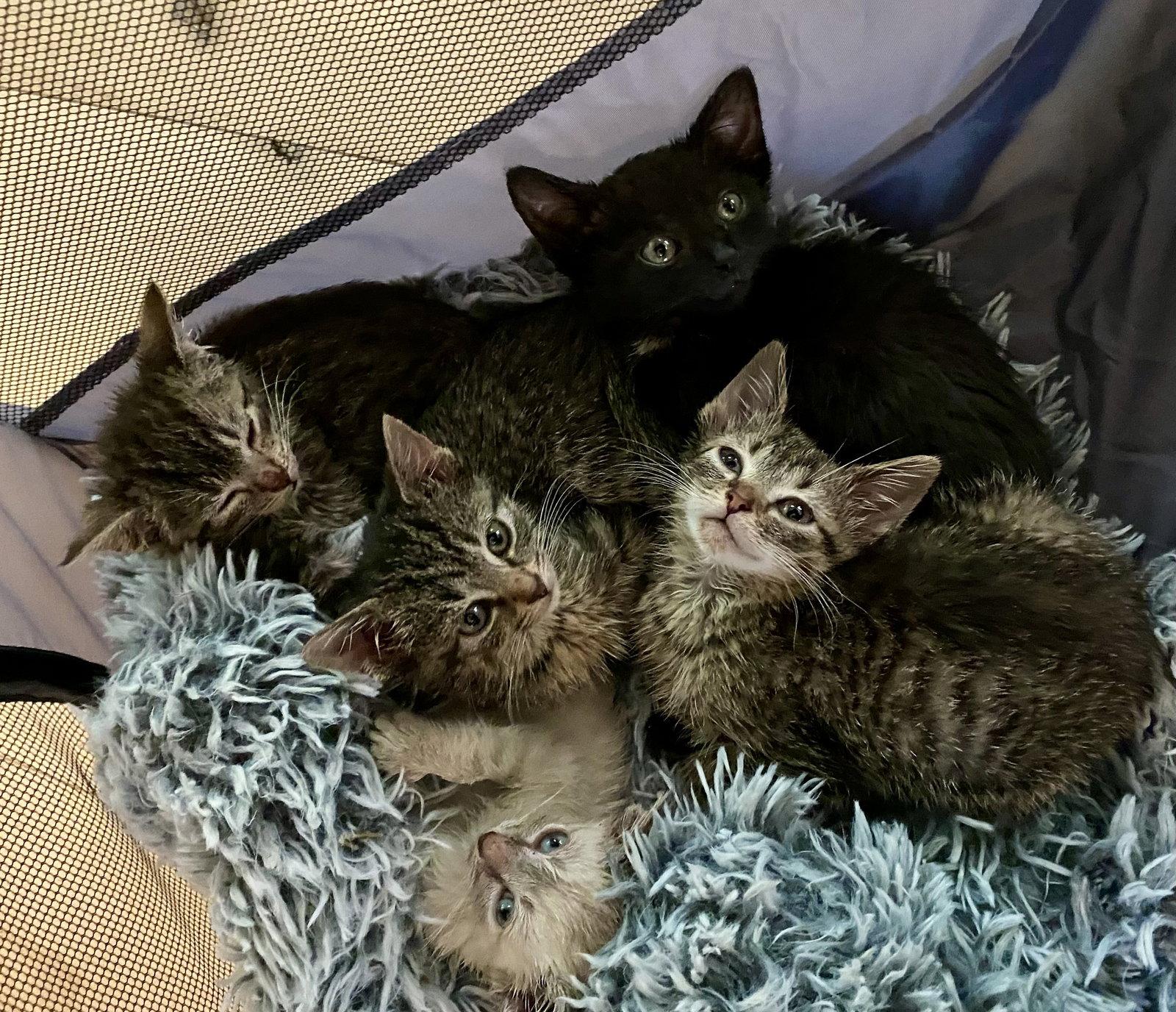 Enlarge Inky, a Adoptable Domestic Short Hair in Reston, VA image 3/3