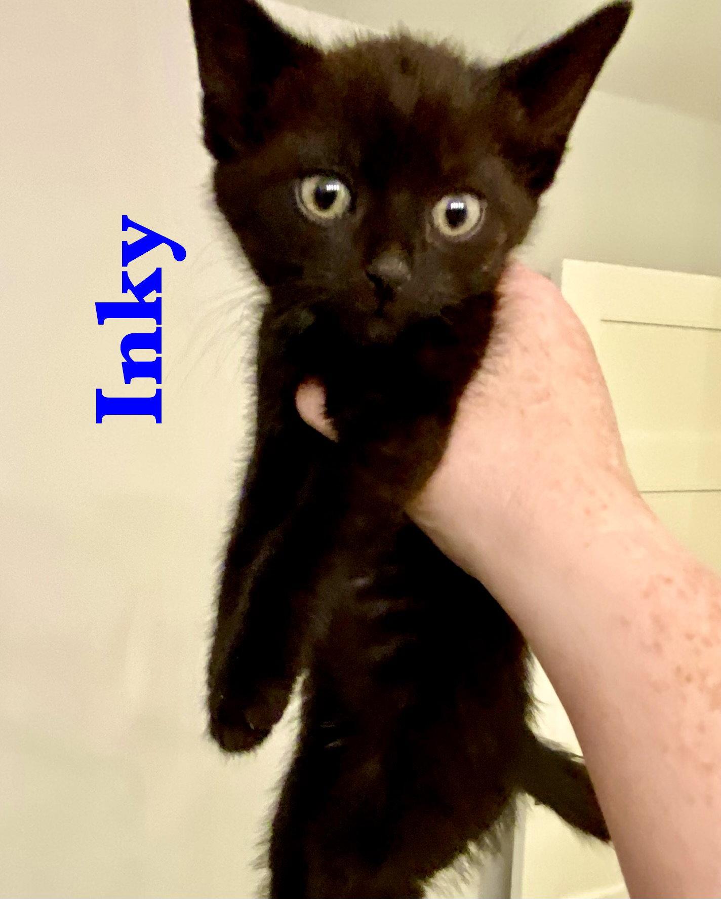 Inky, Adoptable, Kitten Male Domestic Short Hair.