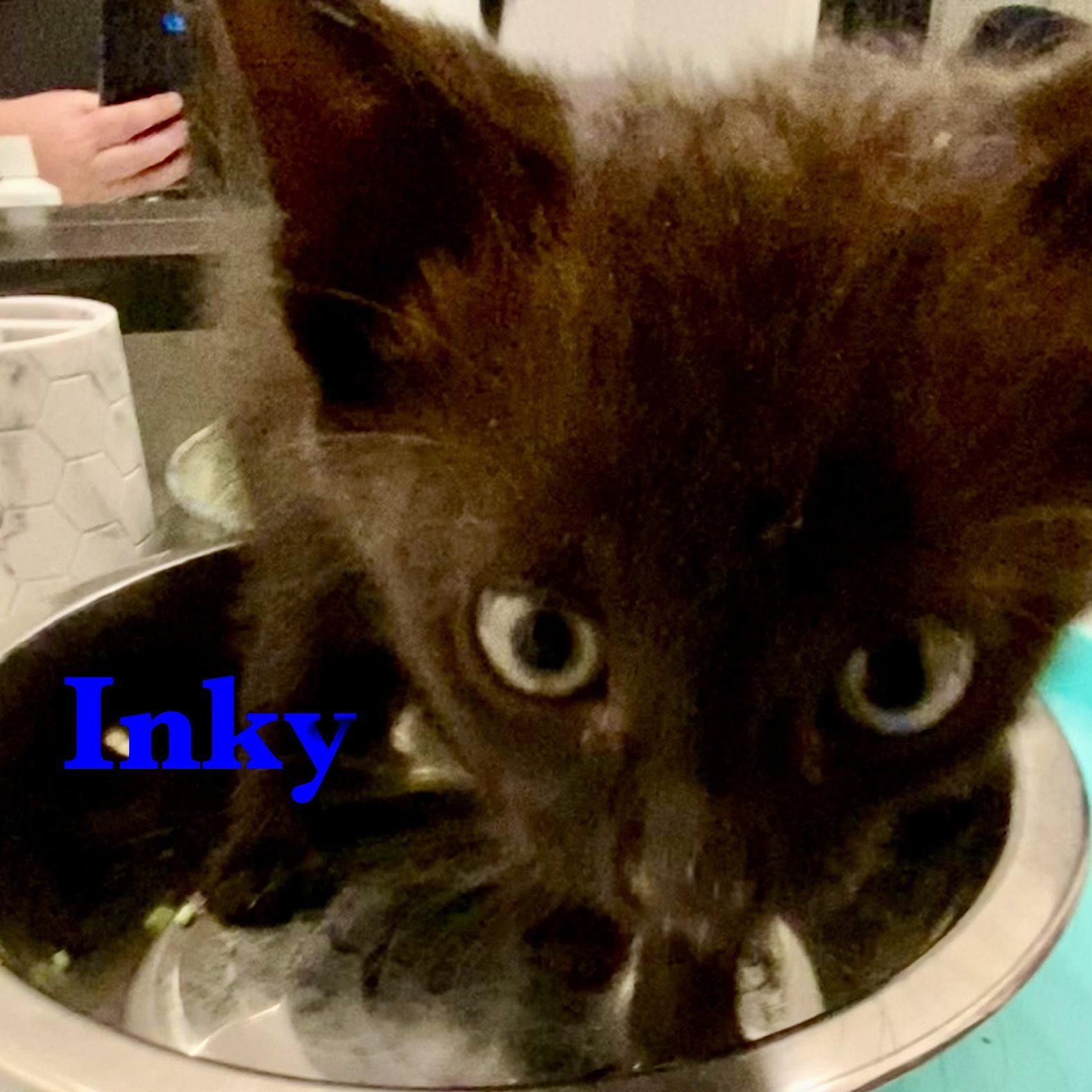Enlarge Inky, a Adoptable Domestic Short Hair in Reston, VA image 2/3