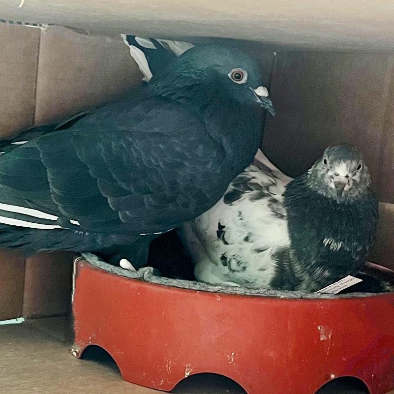 Buttercup & Farm Boy (married couple), adoptable, Adult Unknown Pigeon.