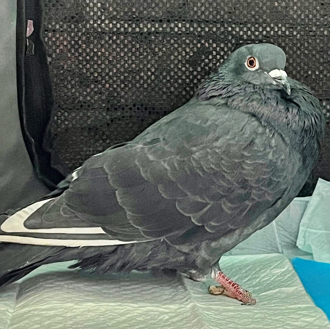 Buttercup & Farm Boy (married couple), an adoptable Pigeon in Chicago, IL image 2/3