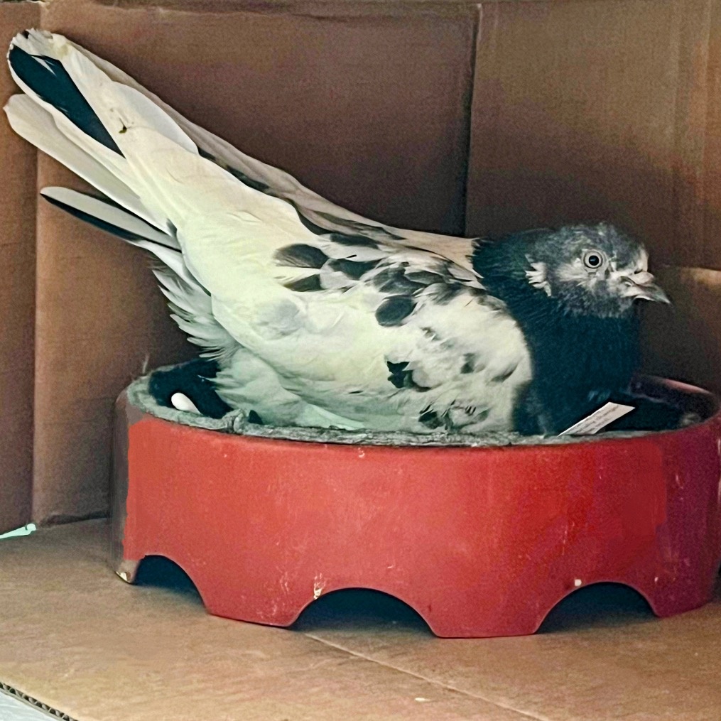 Buttercup & Farm Boy (married couple), an adoptable Pigeon in Chicago, IL image 3/3