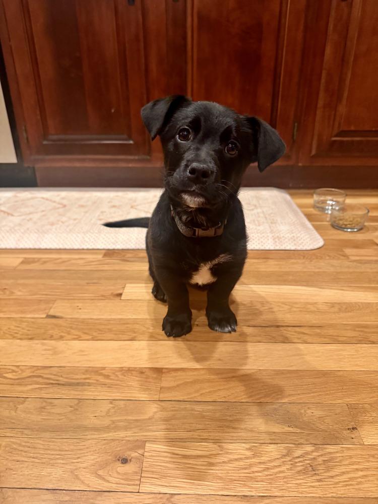 Enlarge Griffey, a Adoptable mixed breed in Loveland, OH image 1/3