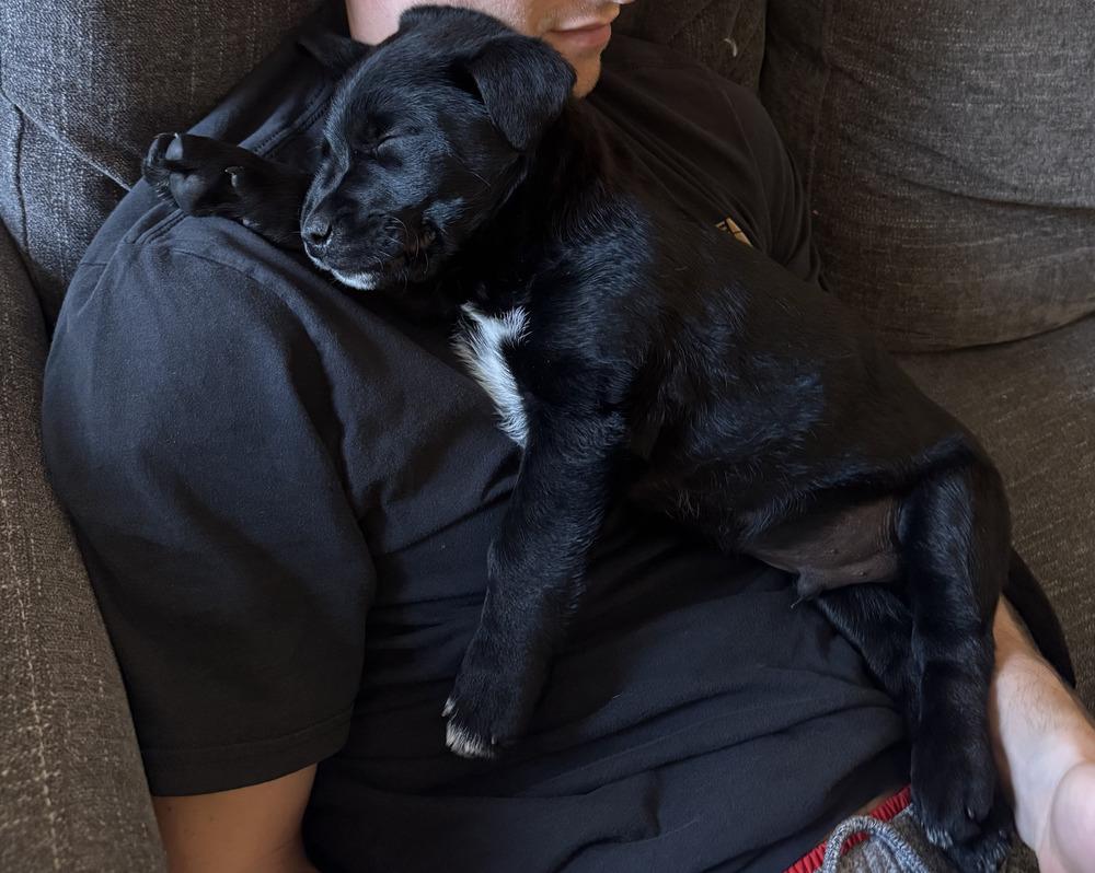 Enlarge Griffey, a Adoptable mixed breed in Loveland, OH image 2/3