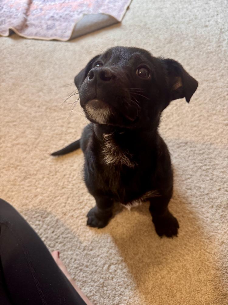 Enlarge Griffey, a Adoptable mixed breed in Loveland, OH image 3/3