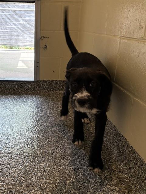 JELLYBEAN, Adoptable, Puppy Female Fox Terrier & Mixed Breed.