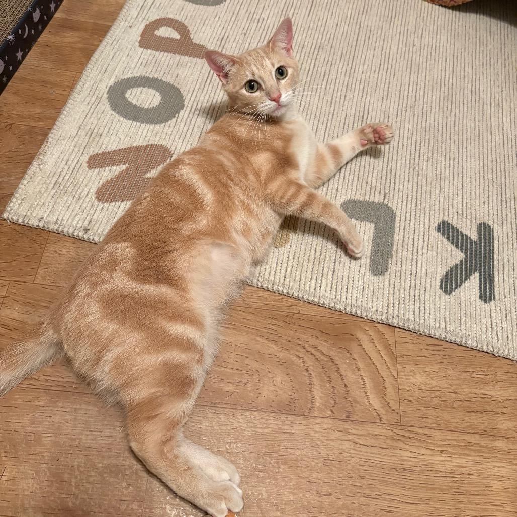 Willow FKA Lila parks (FELV+), Adoptable, Young Female Domestic Short Hair.