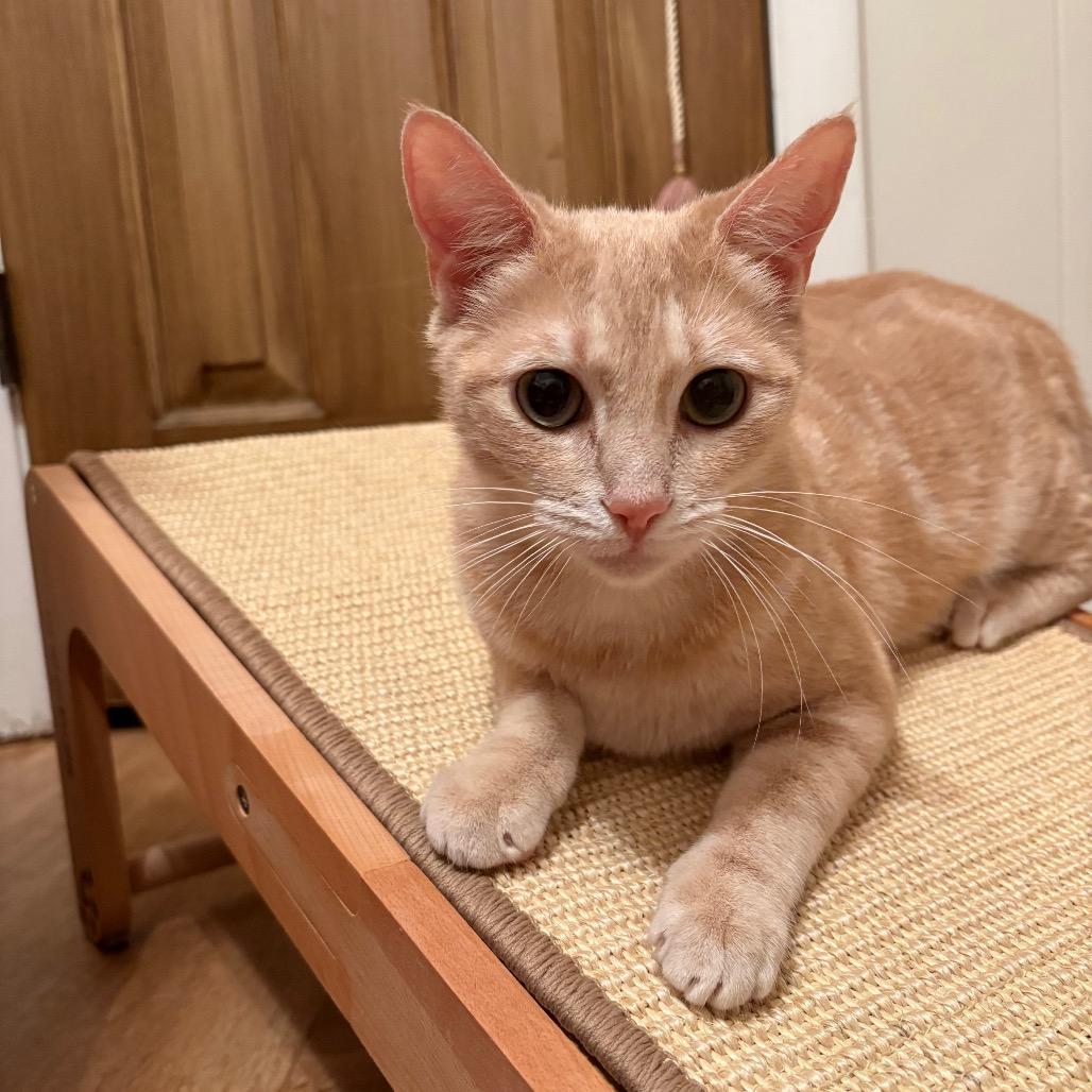 Enlarge Willow FKA Lila parks (FELV+), a Adoptable Domestic Short Hair in Tallahassee, FL image 3/6