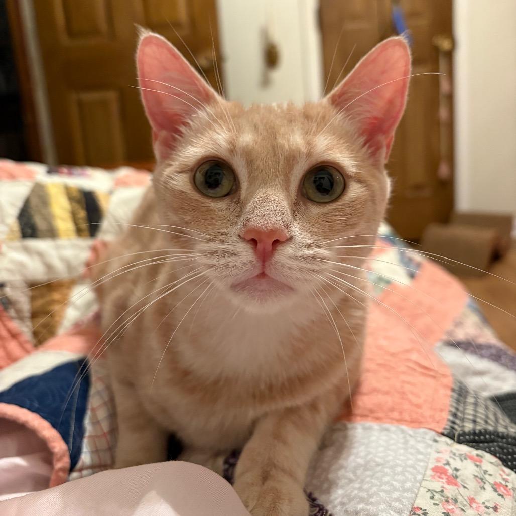 Lila Parks (FELV+)-HW, a Adoptable Domestic Short Hair in Tallahassee, FL image 3/6