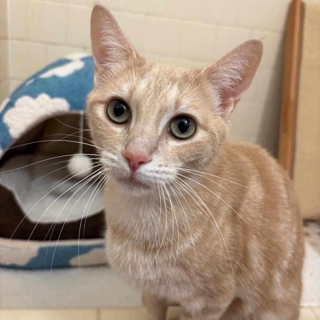 Enlarge Willow FKA Lila parks (FELV+), a Adoptable Domestic Short Hair in Tallahassee, FL image 4/6
