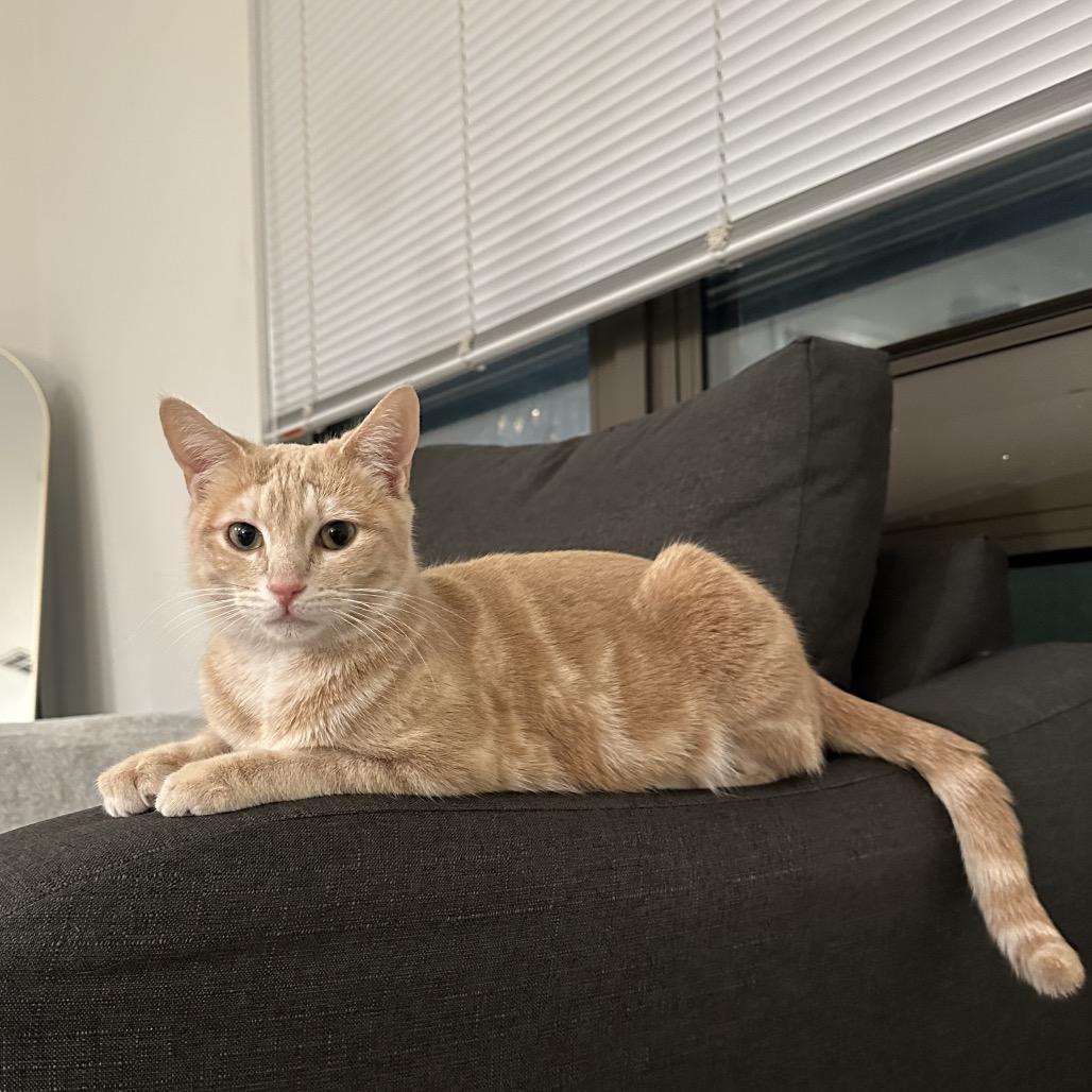 Enlarge Willow FKA Lila parks (FELV+), a Adoptable Domestic Short Hair in Tallahassee, FL image 5/6