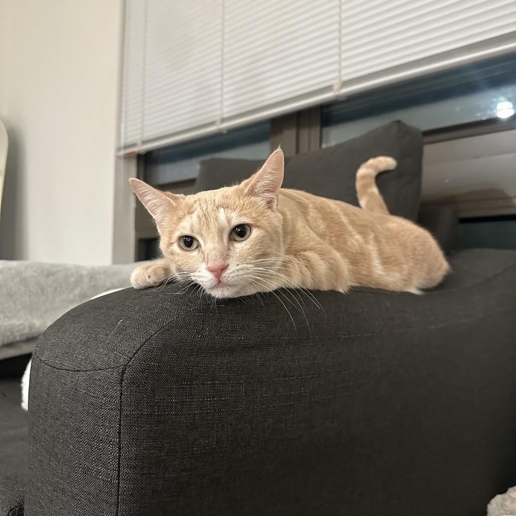 Enlarge Willow FKA Lila parks (FELV+), a Adoptable Domestic Short Hair in Tallahassee, FL image 6/6
