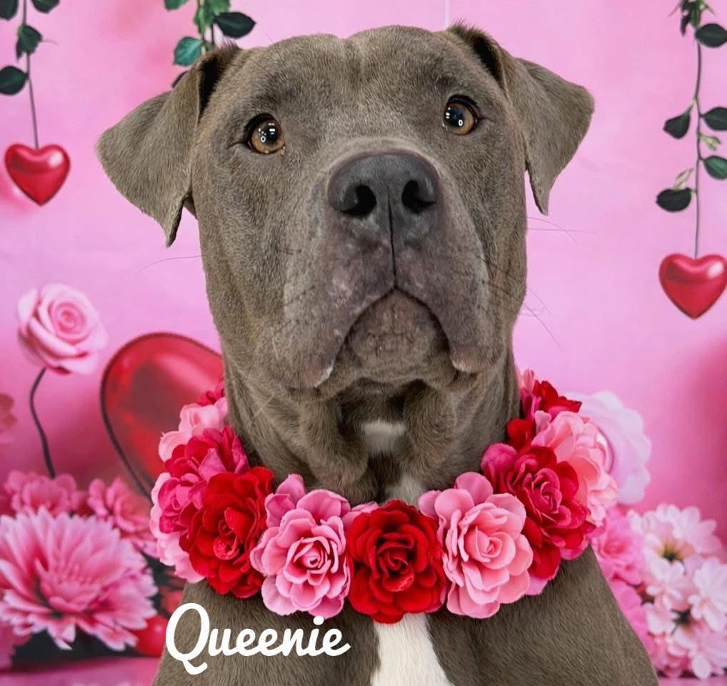 Enlarge Queenie, a ADOPTABLE Mixed Breed in Flint, MI image 1/1