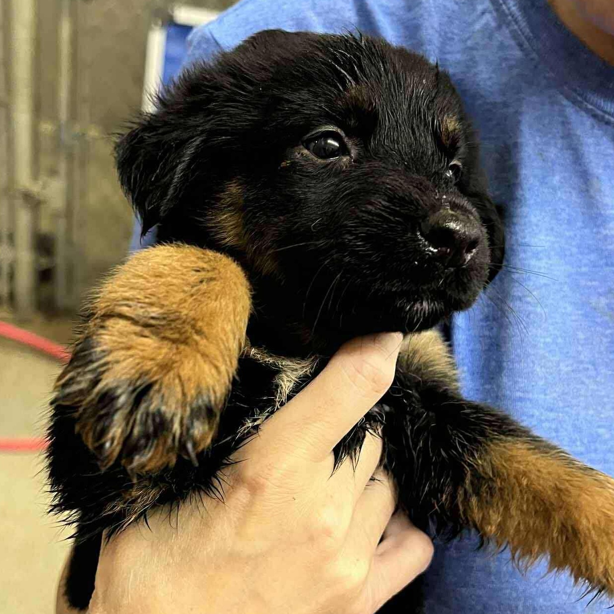 , Dorothy & Evelyn litter (adoptable separately only)