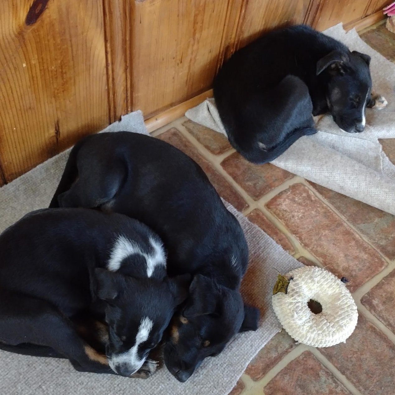 , Dorothy & Evelyn litter (adoptable separately only)