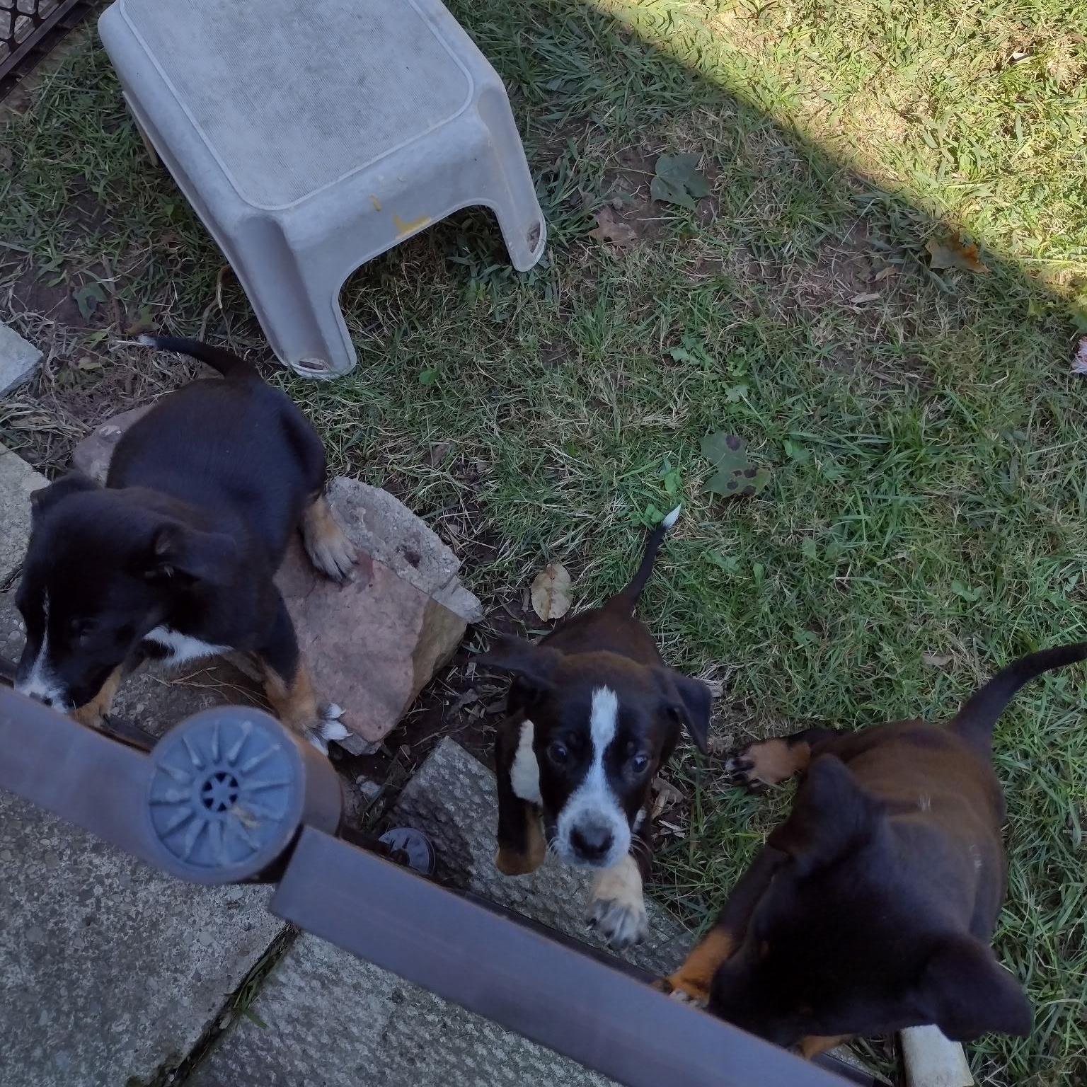, Dorothy & Evelyn litter (adoptable separately only)
