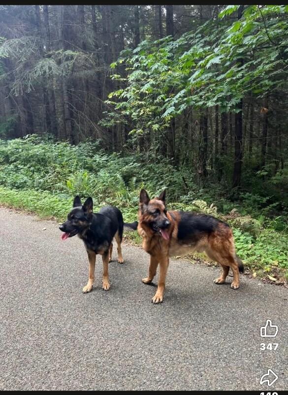 Enlarge Seeka, a Adoptable German Shepherd Dog in Seattle, WA image 2/3