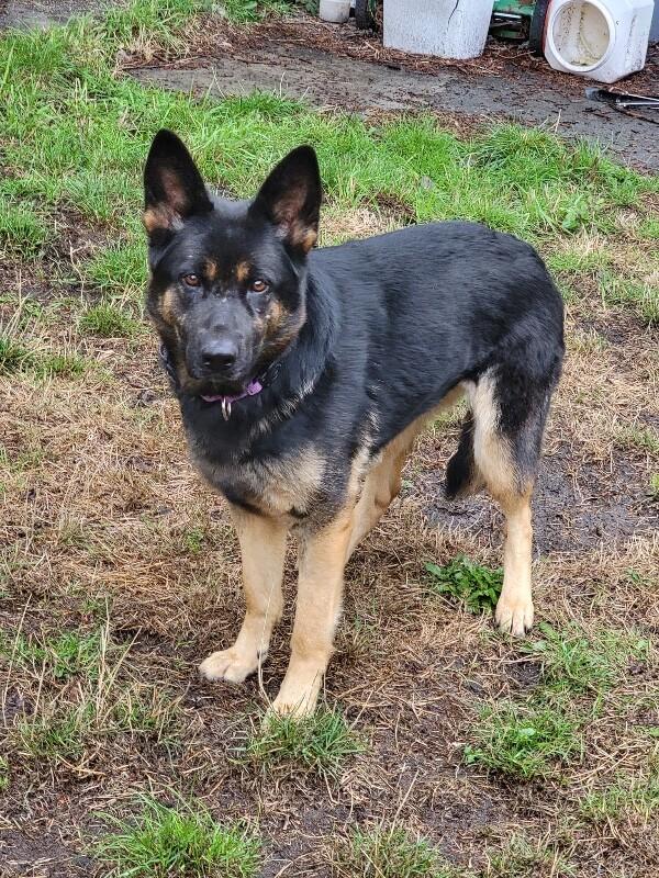 Enlarge Seeka, a Adoptable German Shepherd Dog in Seattle, WA image 1/3