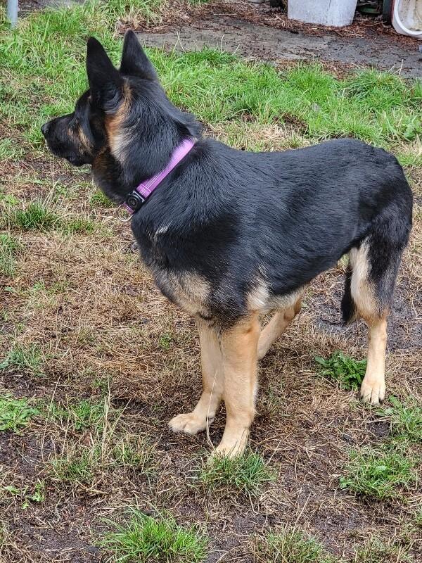 Enlarge Seeka, a Adoptable German Shepherd Dog in Seattle, WA image 3/3