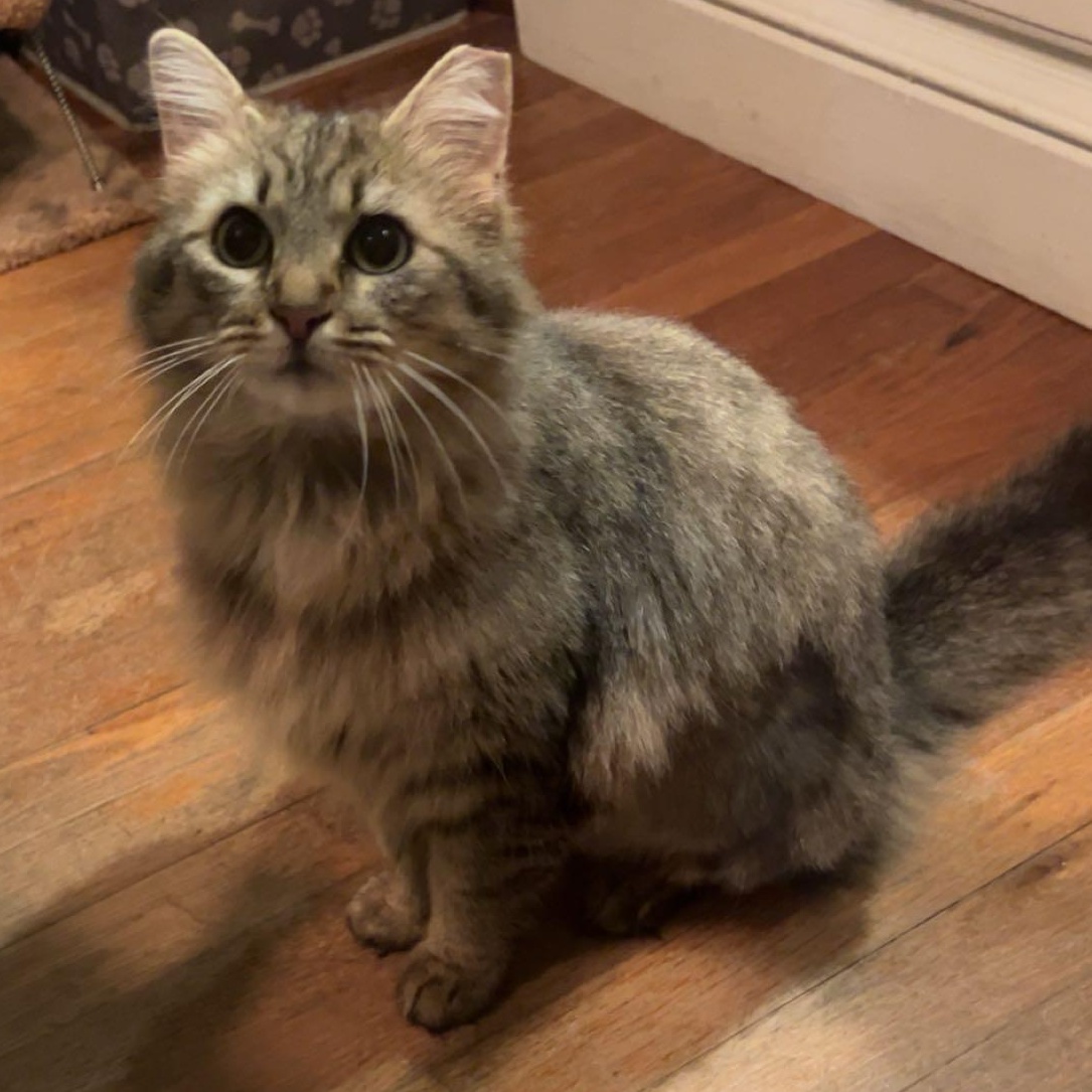 Ramona , a ADOPTABLE Domestic Long Hair in Fort Oglethorpe, GA image 4/5