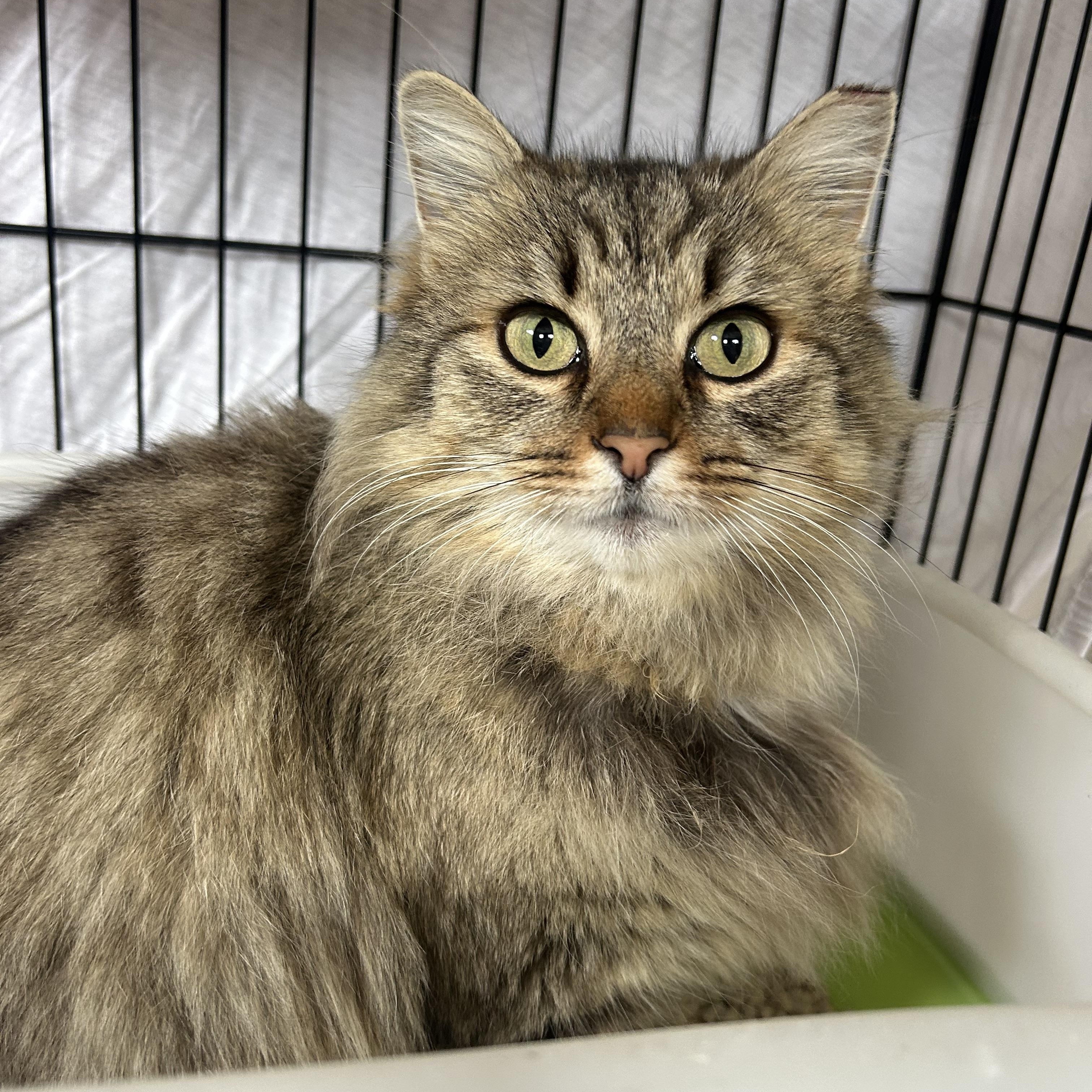 Enlarge Ramona , a ADOPTABLE mixed breed in Fort Oglethorpe, GA image 1/3