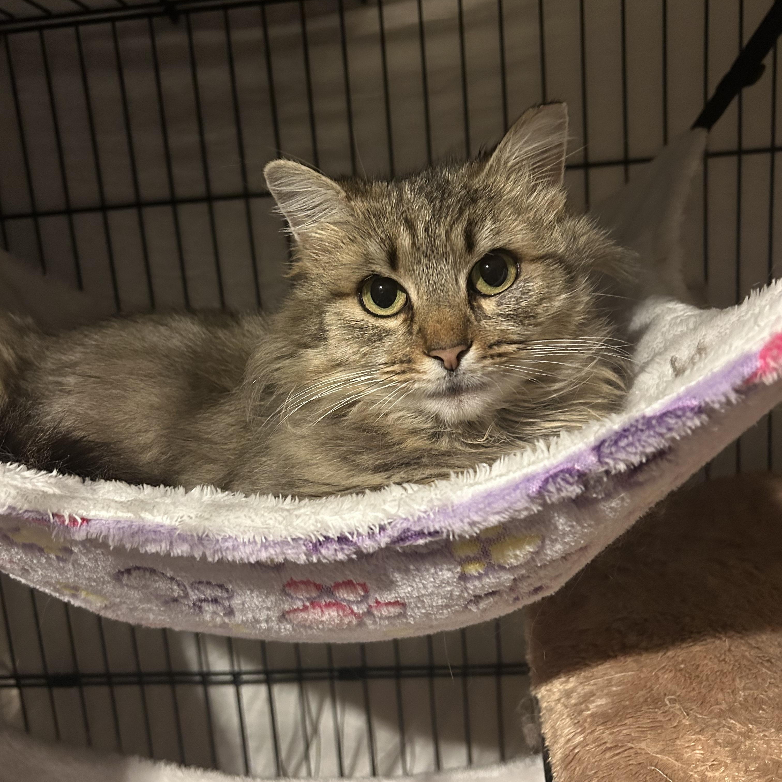 Enlarge Ramona , a ADOPTABLE mixed breed in Fort Oglethorpe, GA image 2/3
