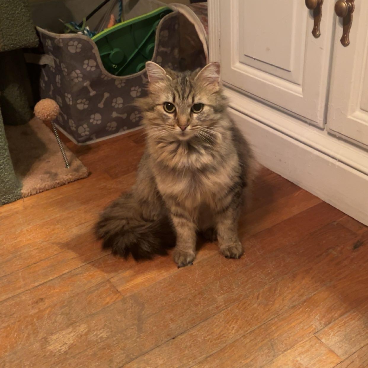 Ramona , a ADOPTABLE Domestic Long Hair in Fort Oglethorpe, GA image 5/5