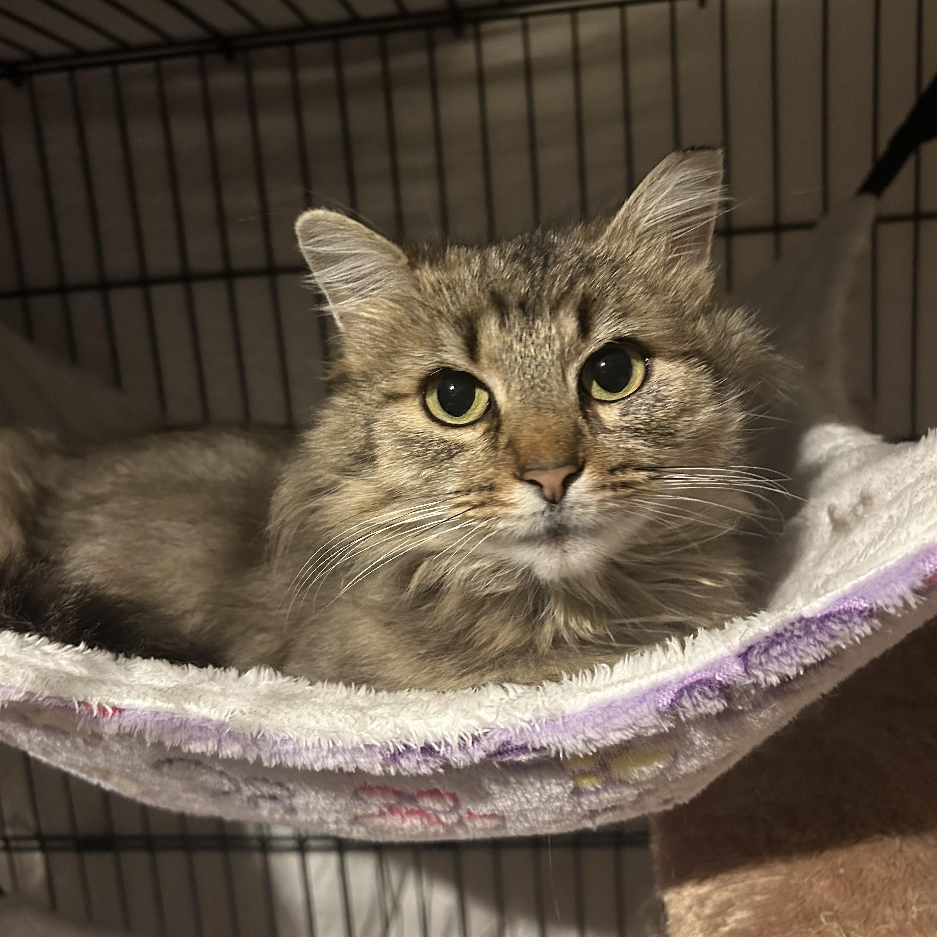 Enlarge Ramona , a ADOPTABLE mixed breed in Fort Oglethorpe, GA image 3/3