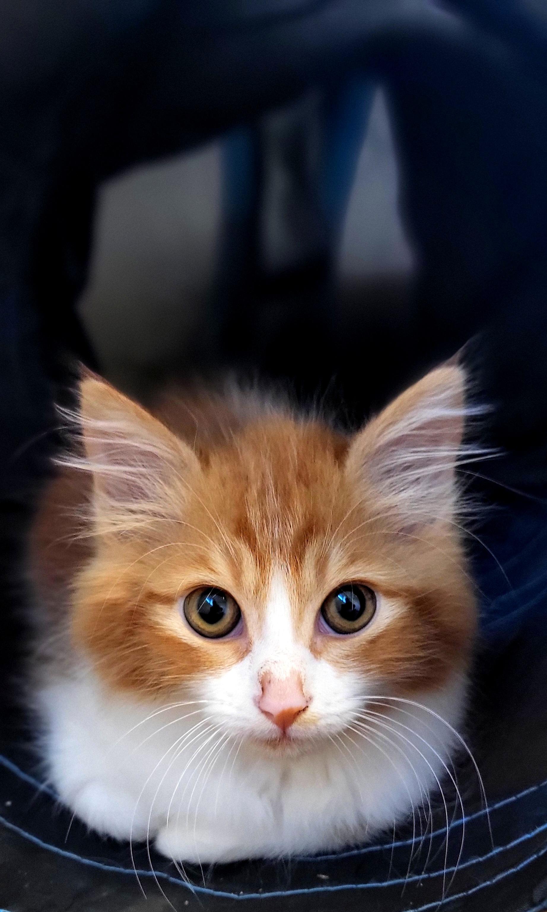 Enlarge Blaze, a Adopted Domestic Long Hair in Aiea, HI image 1/2