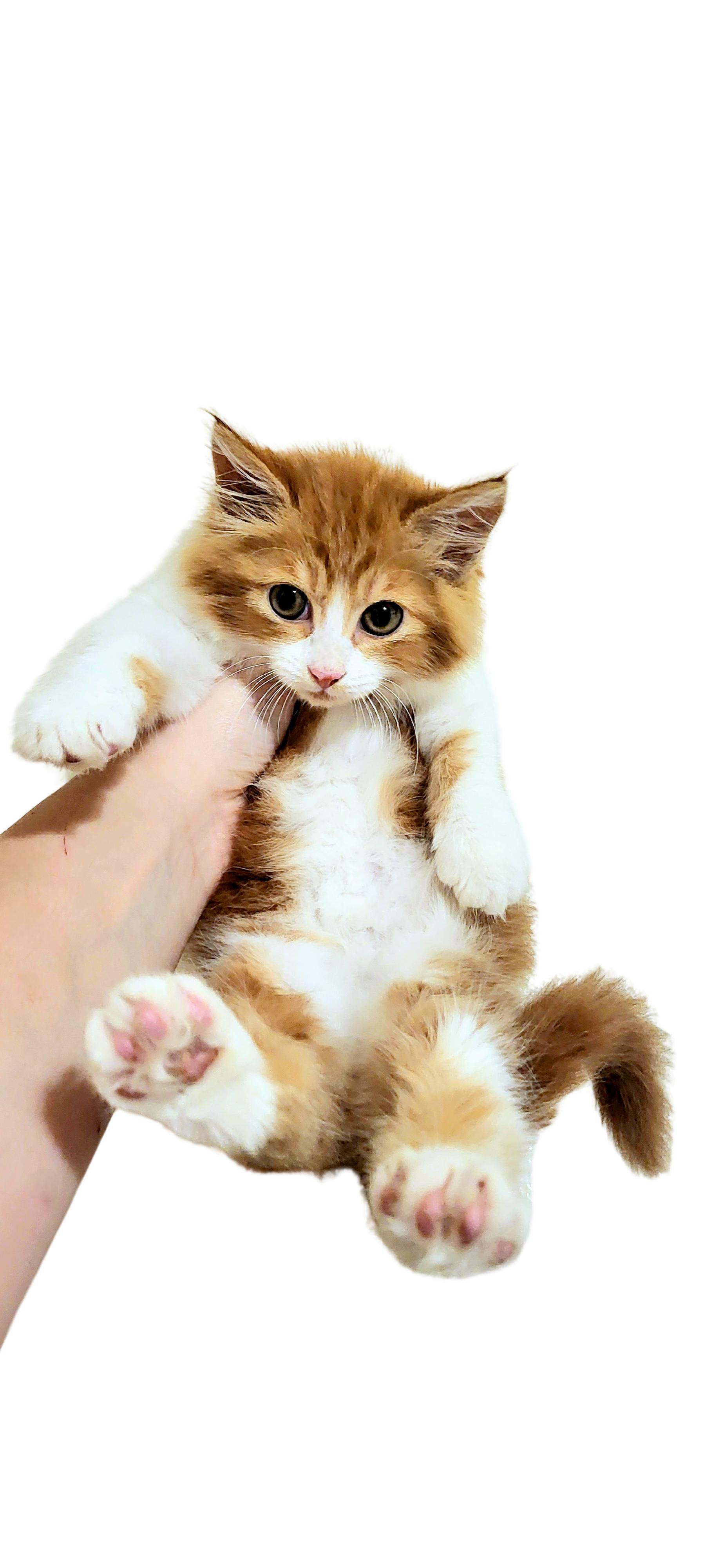 Enlarge Blaze, a Adopted Domestic Long Hair in Aiea, HI image 2/2