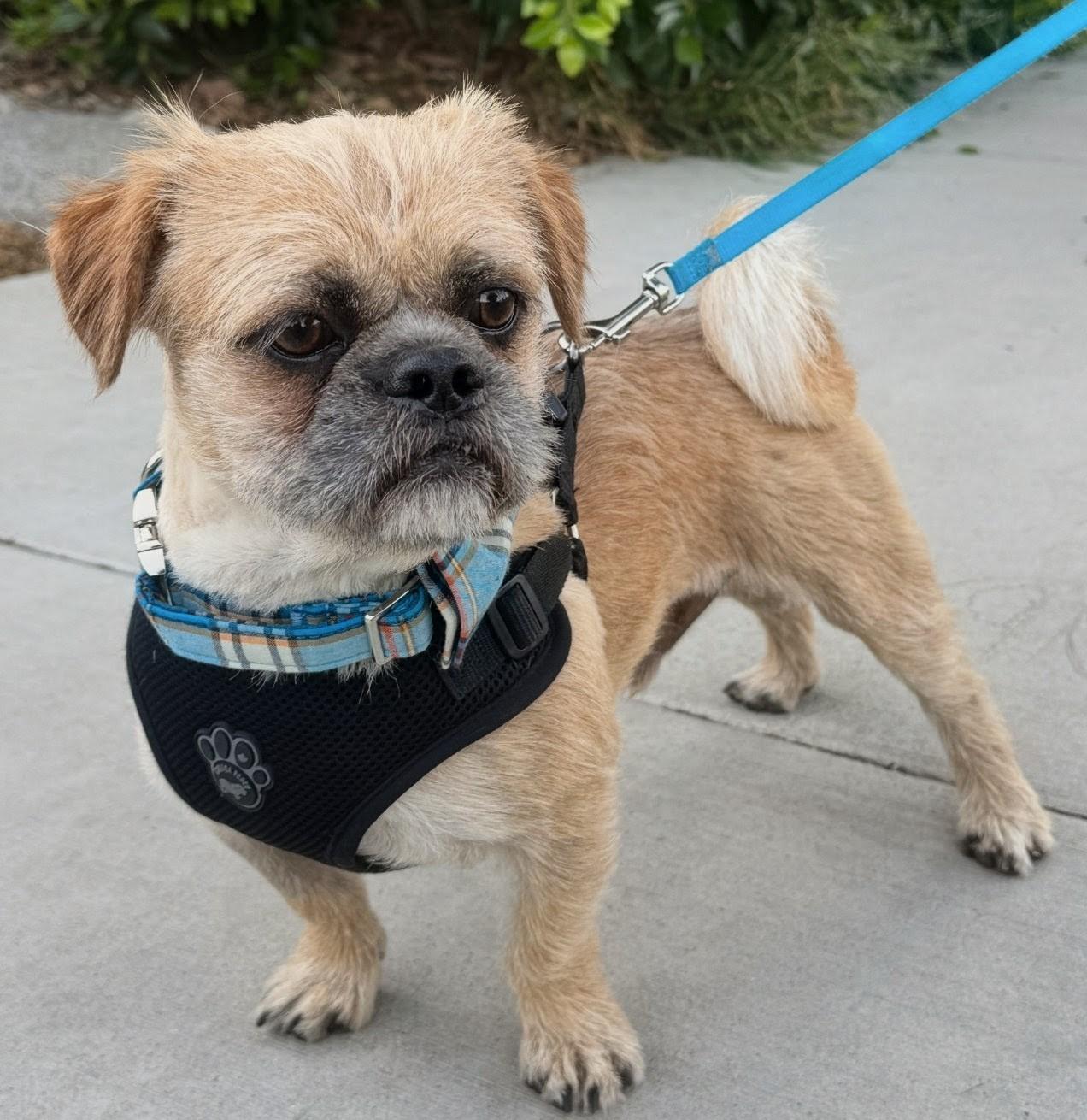 Bugsy, a ADOPTABLE mixed breed in Los Angeles, CA image 3/4