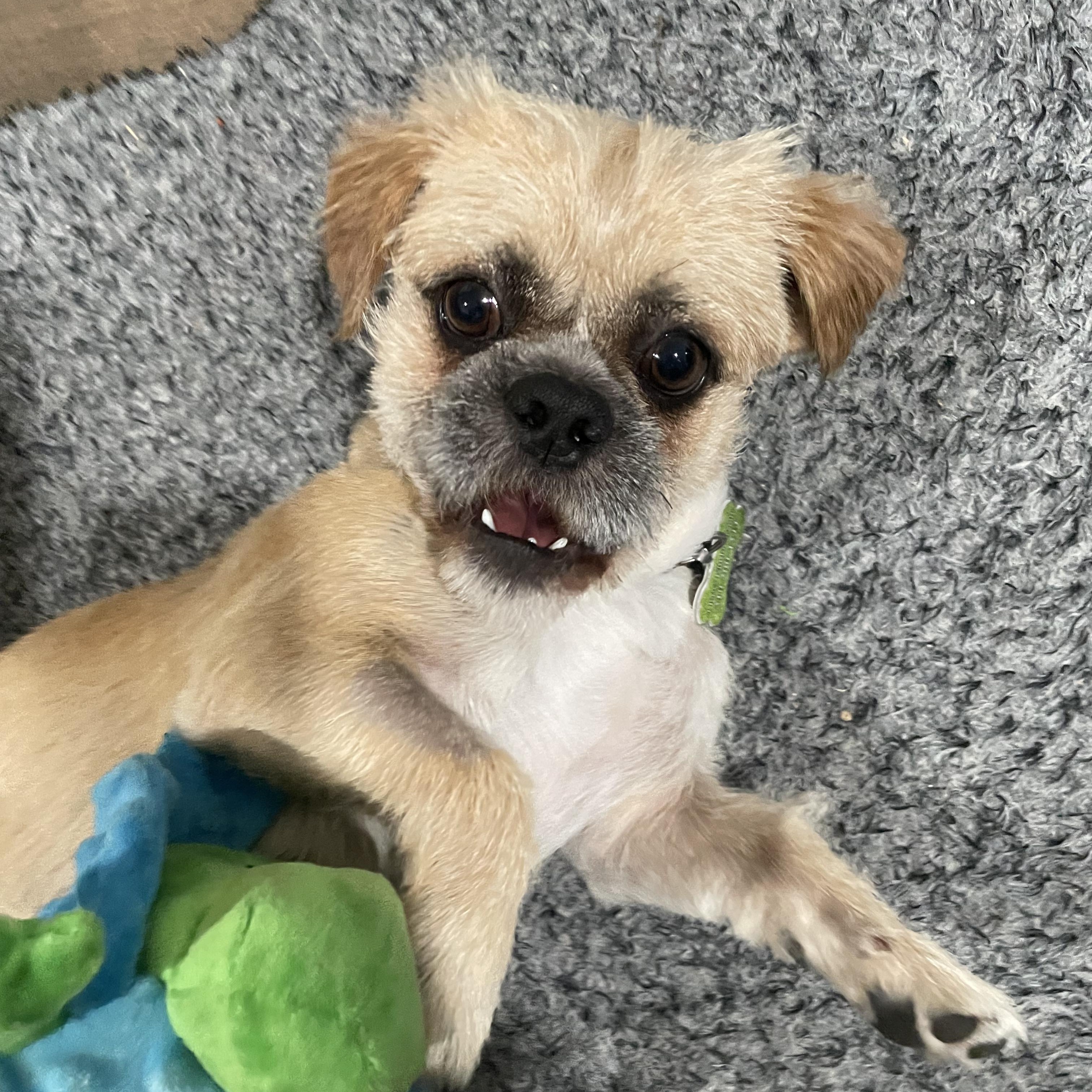 Bugsy, a ADOPTABLE mixed breed in Los Angeles, CA image 1/4