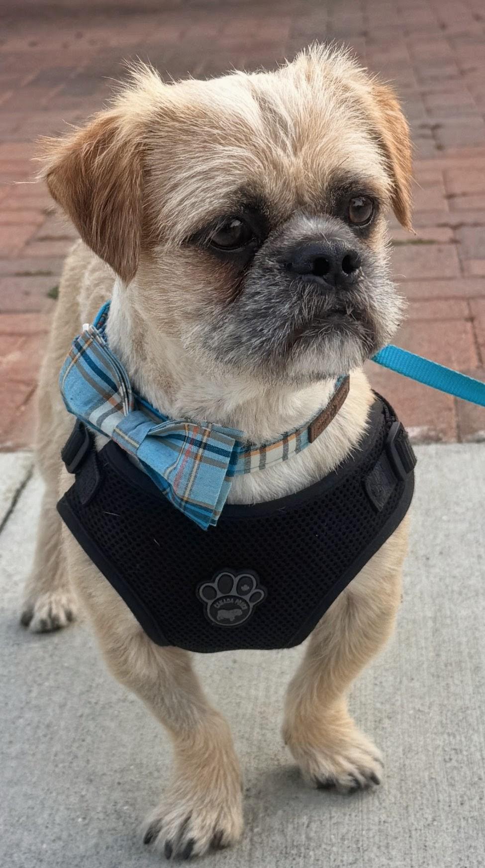 Bugsy, a ADOPTABLE mixed breed in Los Angeles, CA image 2/4