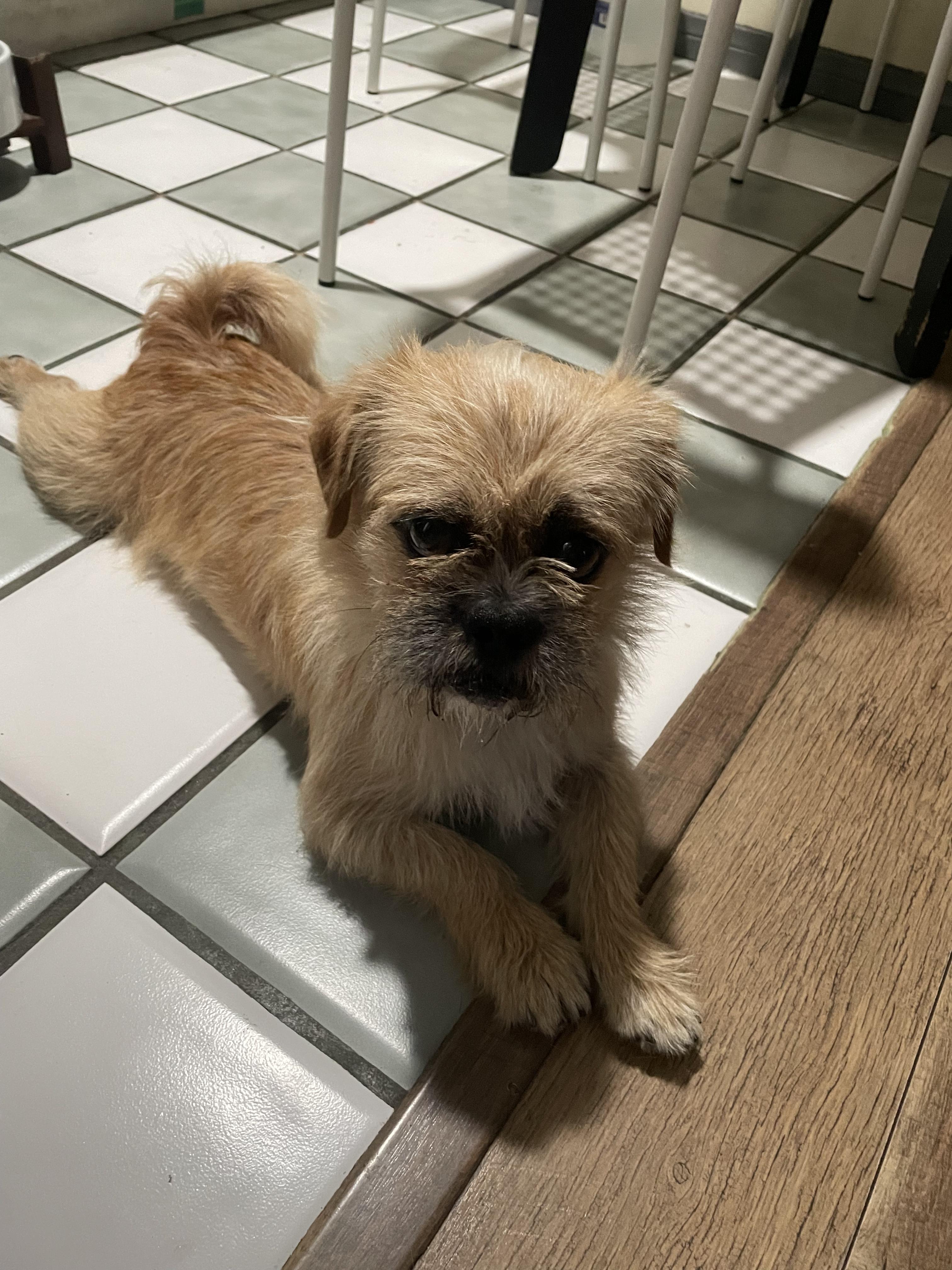 Bugsy, a ADOPTABLE mixed breed in Los Angeles, CA image 4/4