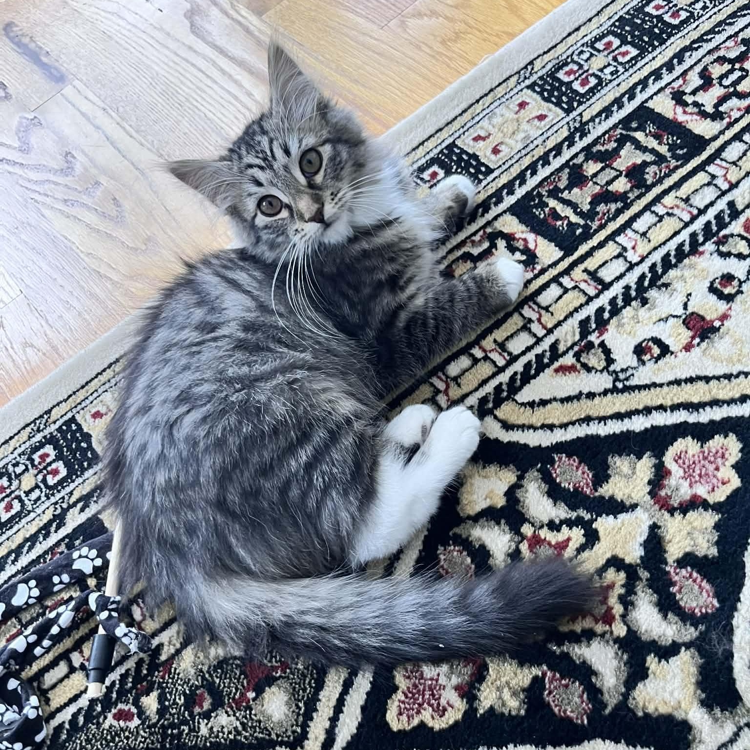 Rae, a ADOPTABLE Domestic Medium Hair in Danbury, CT image 4/5