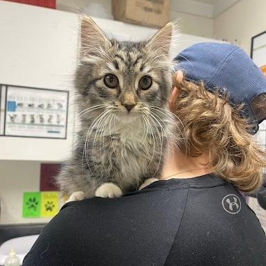 Rae, a ADOPTABLE Domestic Medium Hair in Danbury, CT image 3/5