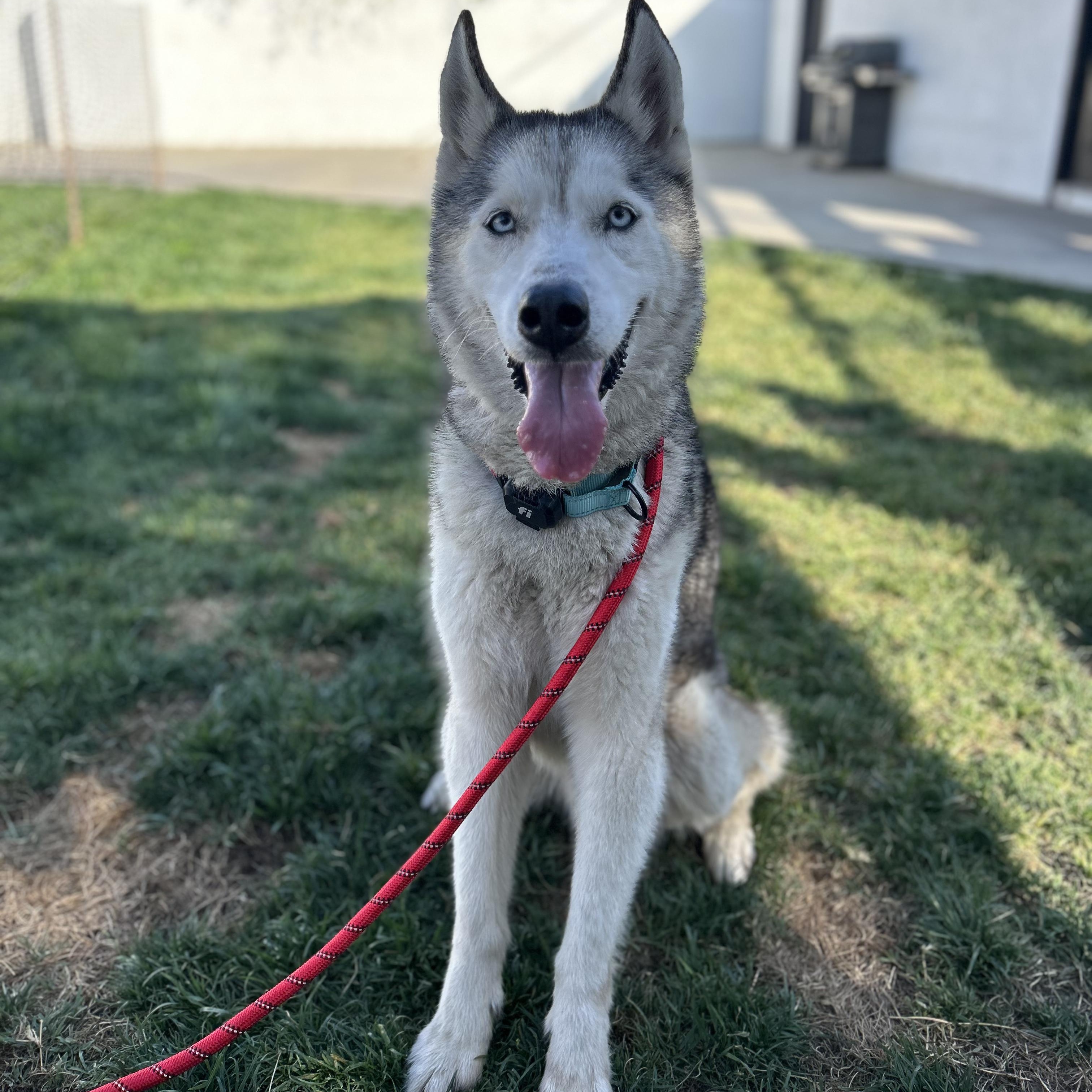 Enlarge Brandybuck, a ADOPTABLE Husky in Burbank, CA image 4/5