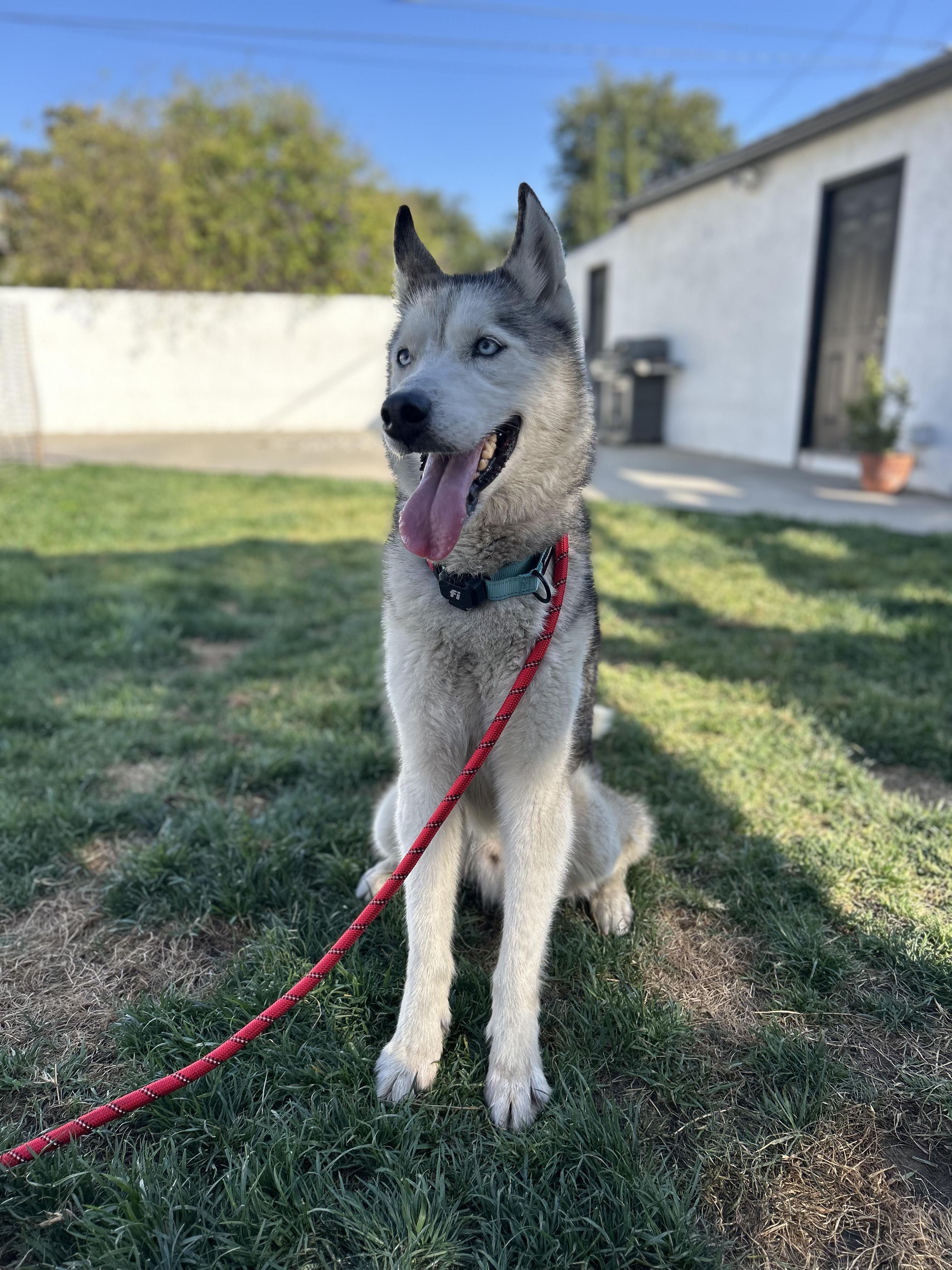 Enlarge Brandybuck, a ADOPTABLE Husky in Burbank, CA image 5/5