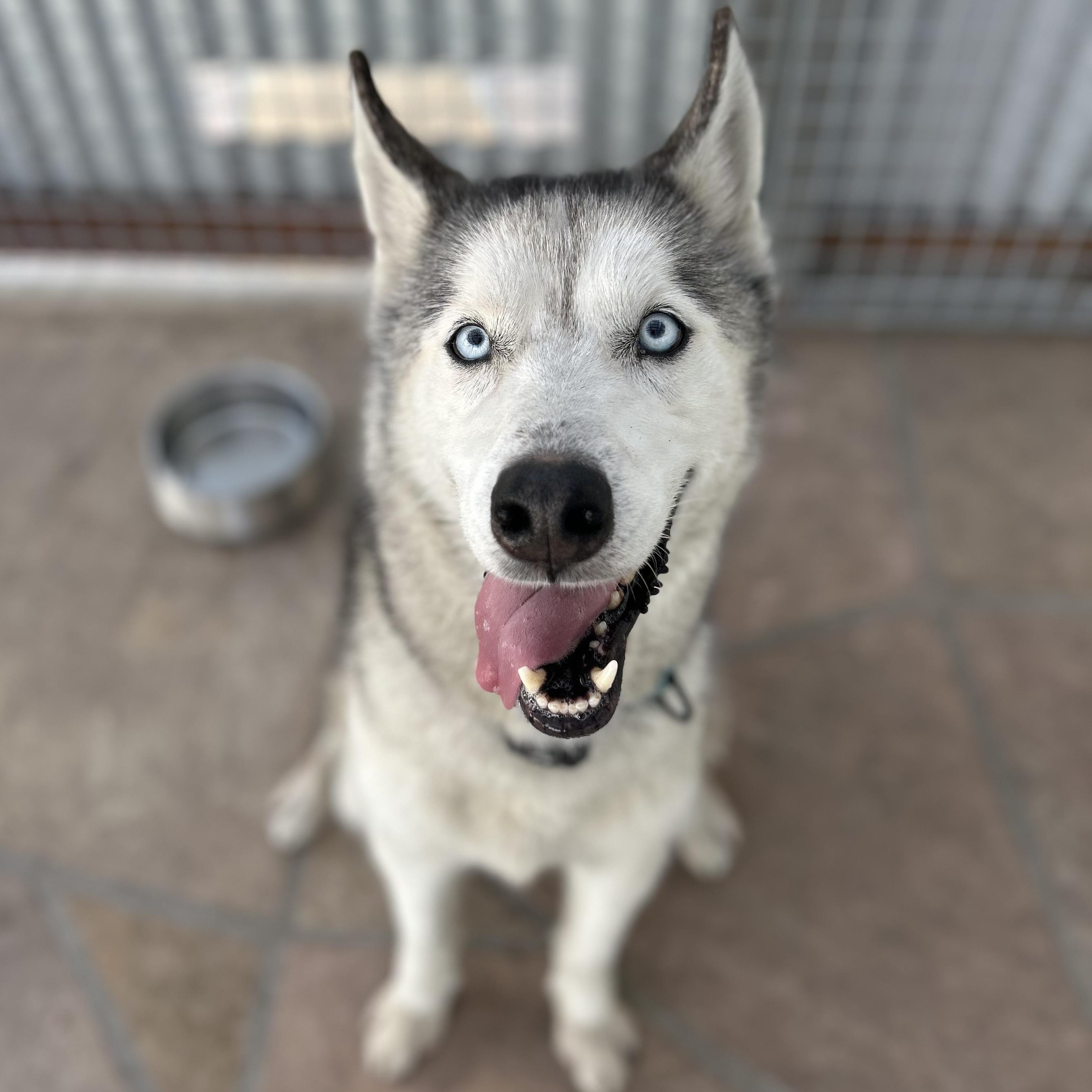 Brandybuck, ADOPTABLE, Adult Male Husky.