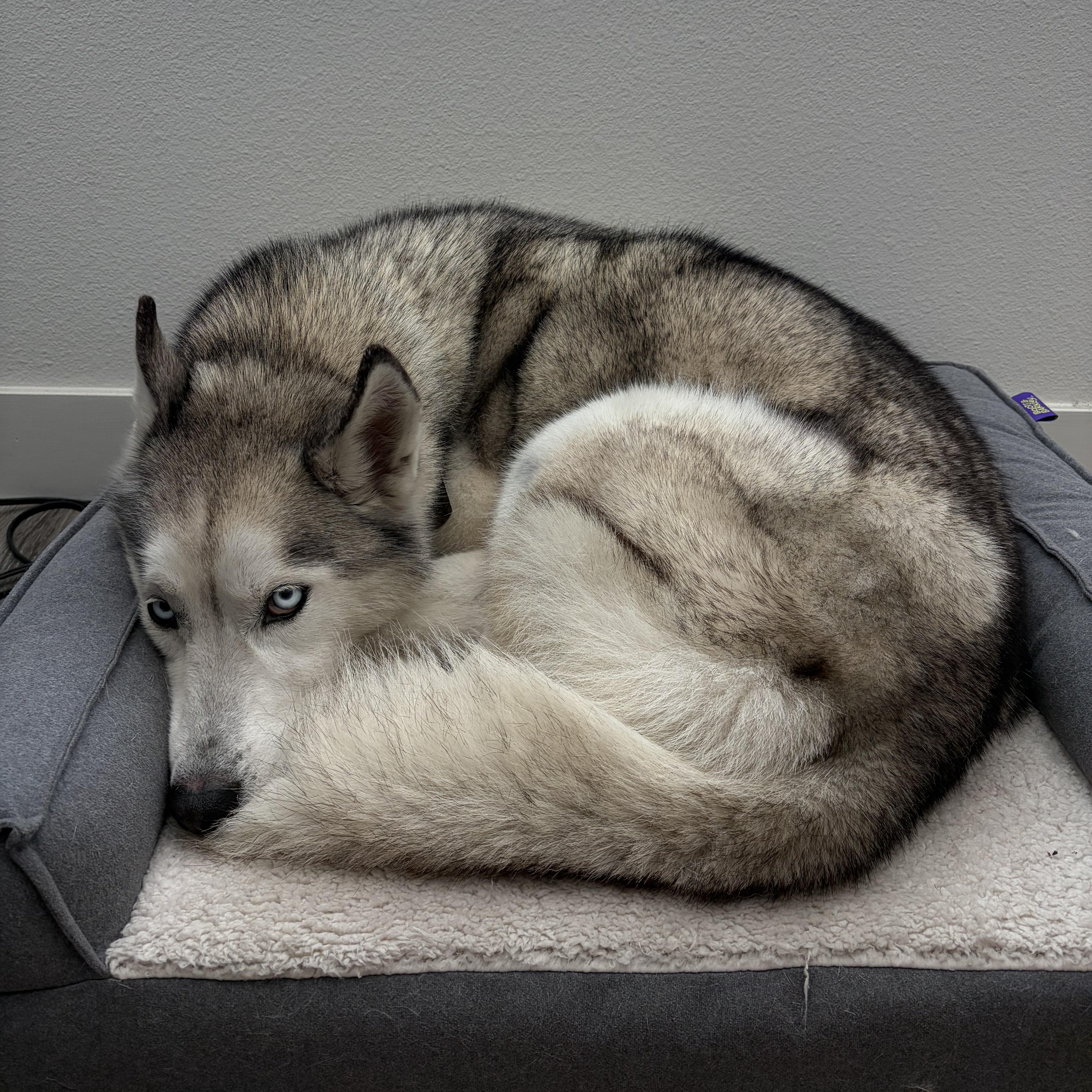 Enlarge Brandybuck, a ADOPTABLE Husky in Burbank, CA image 3/5
